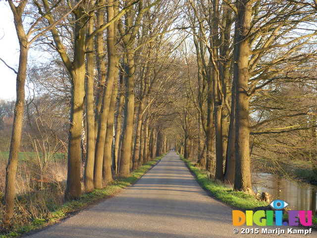 FZ024866 Tree lined lane